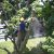 Easton Tree Removal by MRO Landscaping LLC